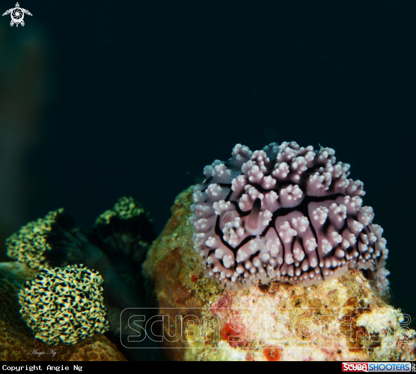 A Nudibranchs 