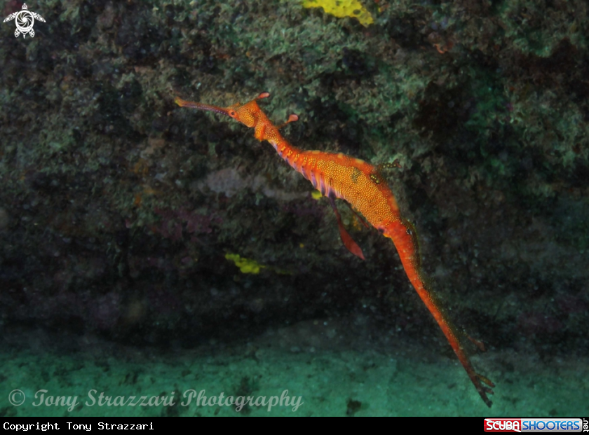 A Weedy seadragon