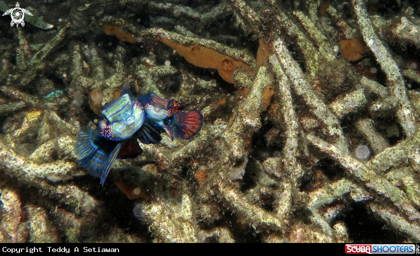 A mandarin fish