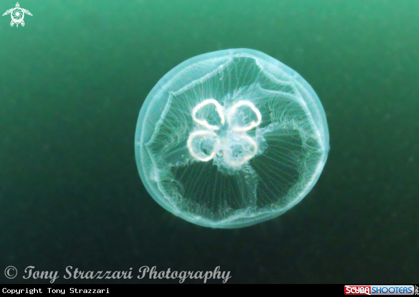 A Jellyfish