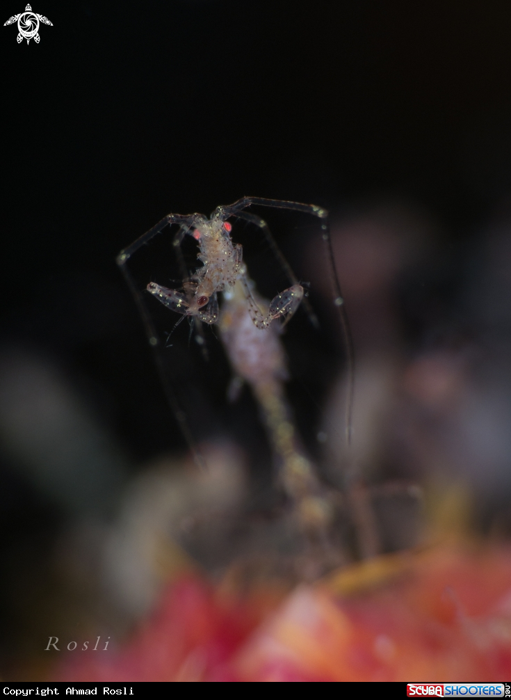 A Skeleton Shrimp