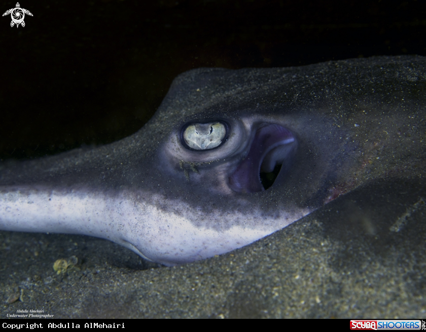 A StingRay