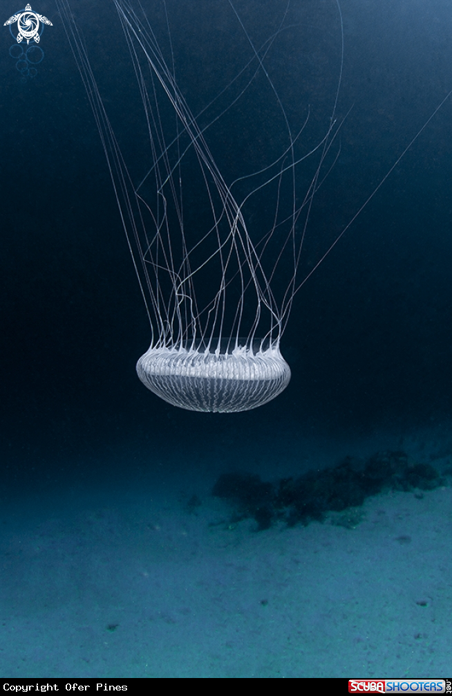 A Jellyfish