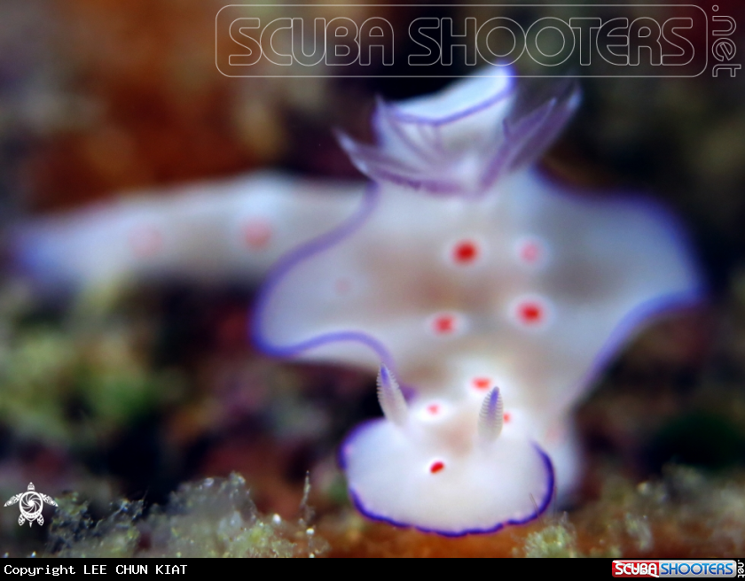 A NUDI