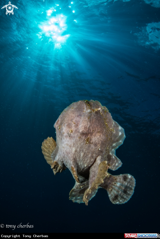 A Frogfish 