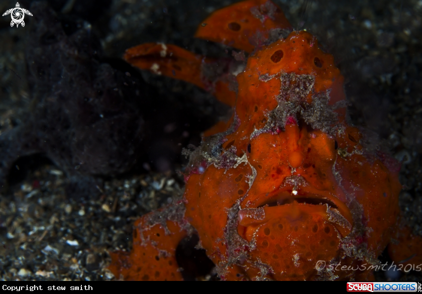 A Frogfish