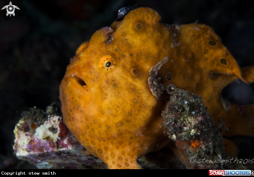 A Frogfish