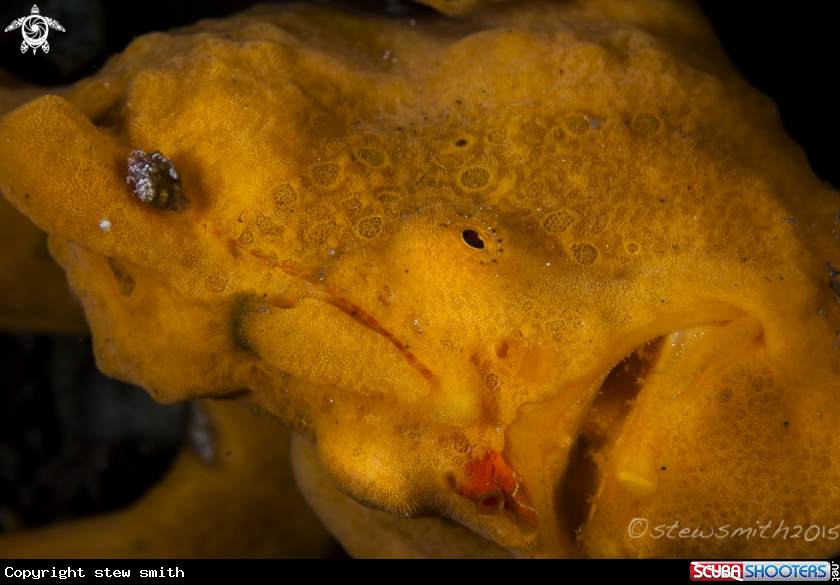 A Frogfish