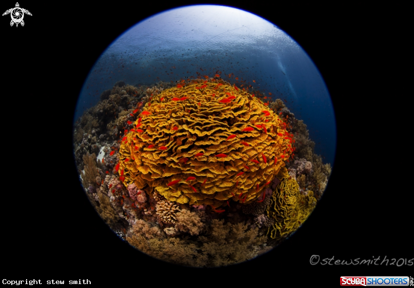 A Reef Scenes