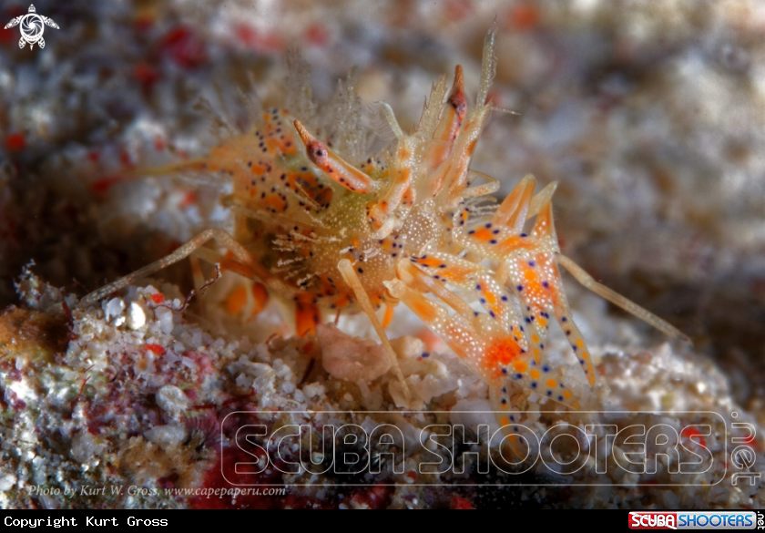 A Tiger shrimp