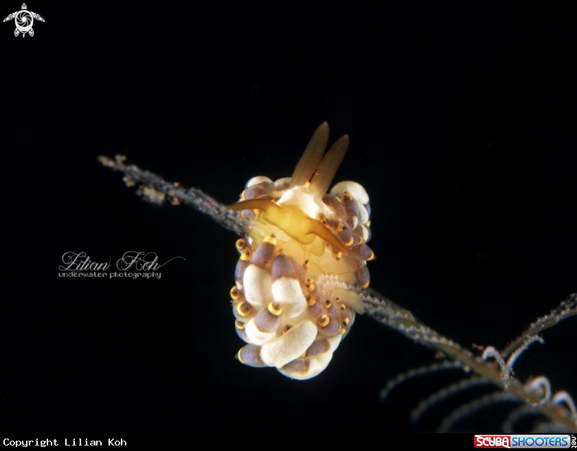 A Pencil Nudibranch