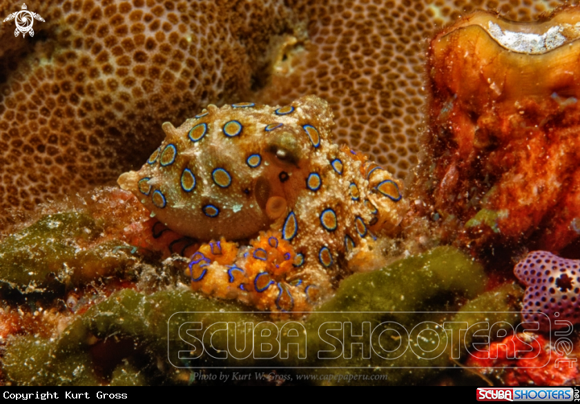 A Blue Ring Octopus