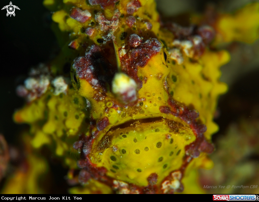 A Frog Fish