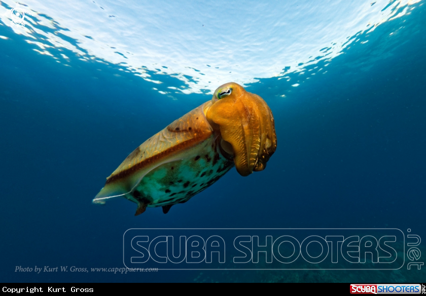 A cuttlefish