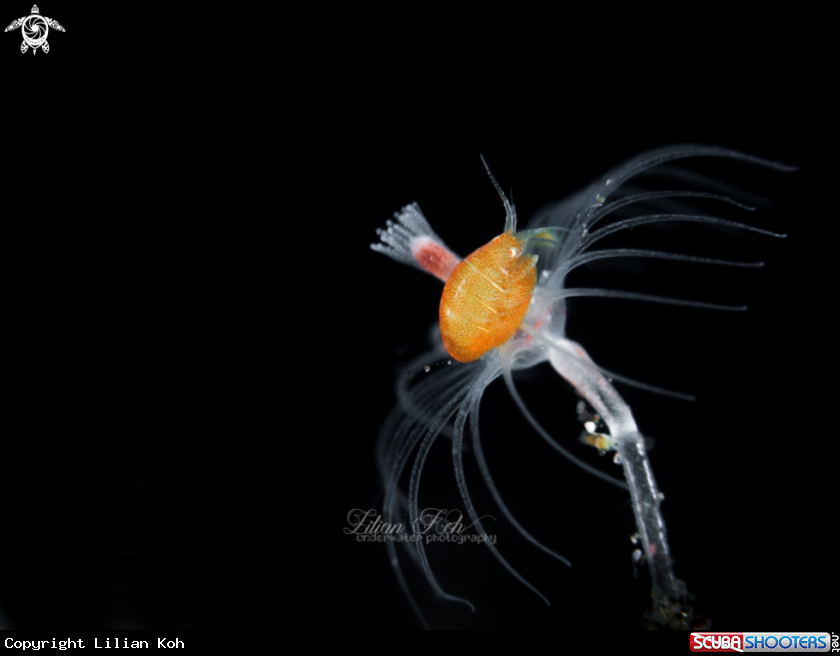 A Ladybug Amphipod