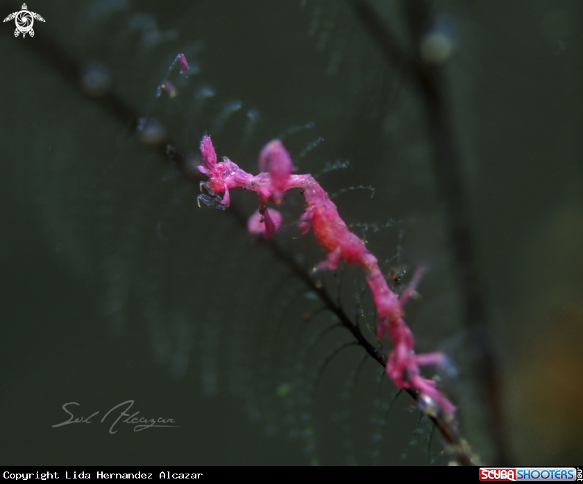 A Skeleton Shrimp