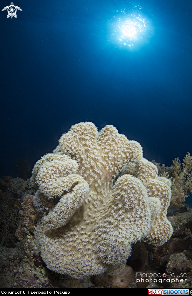 A mushroom coral