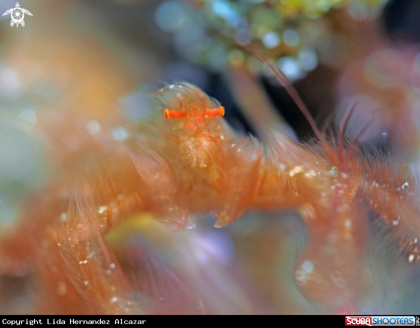 A oranggutan crab