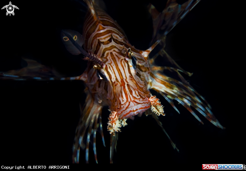 A Pterois Volitans