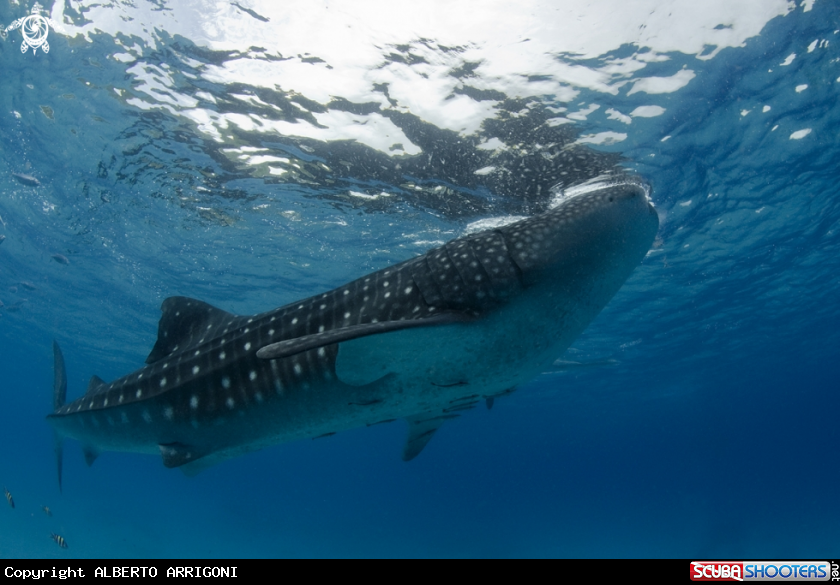 A Rhincodon Typus