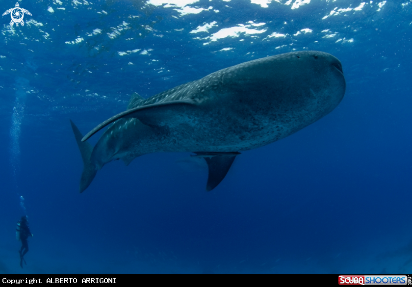 A Rhincodon Typus