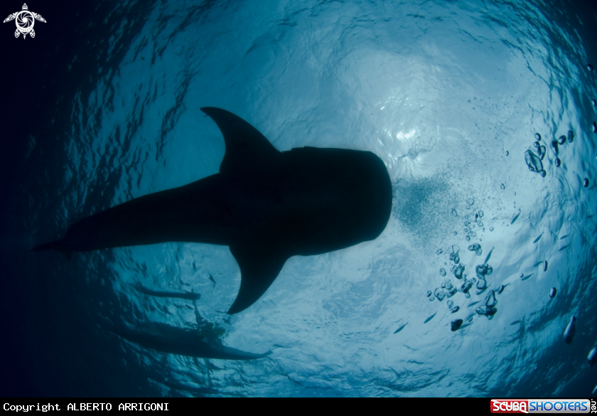 A Rhincodon Typus