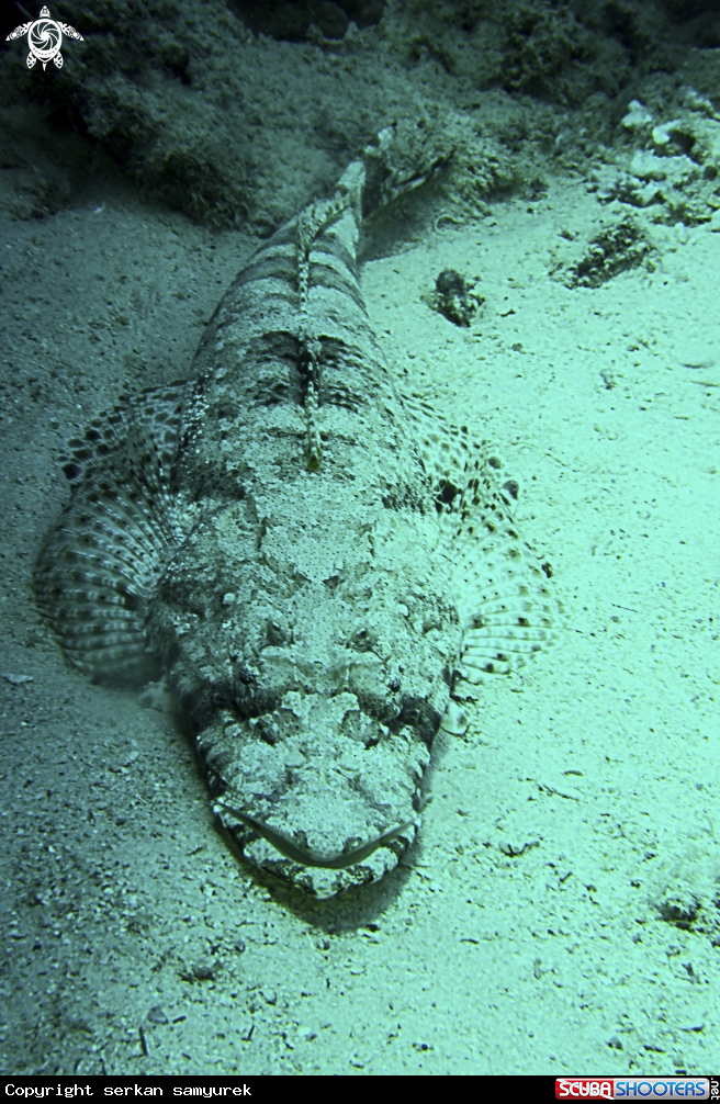 A crocodile fish 