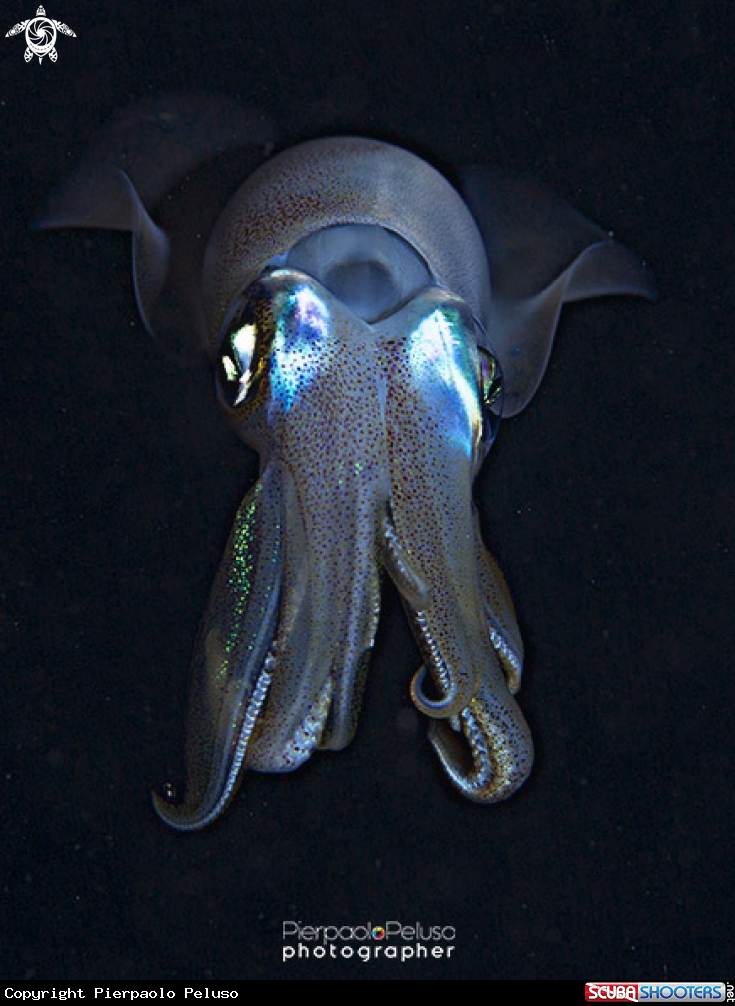 A Squid