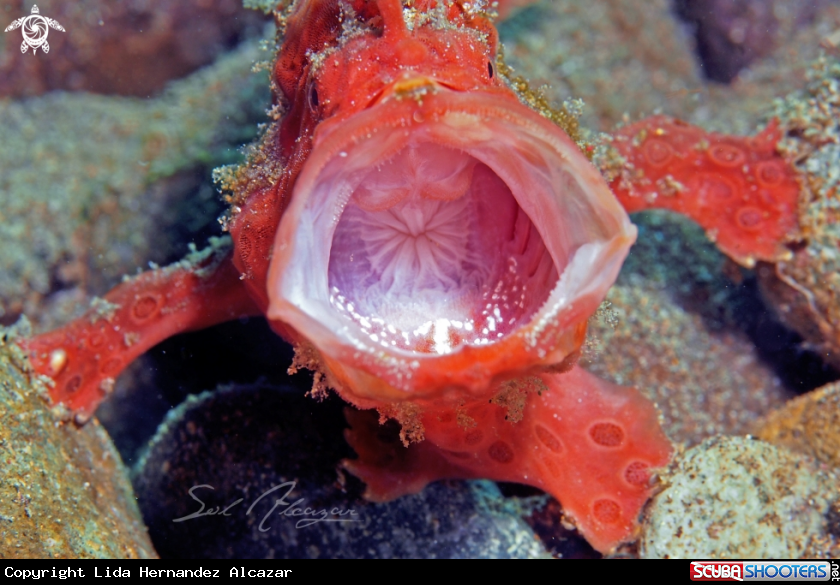 A frogfish 