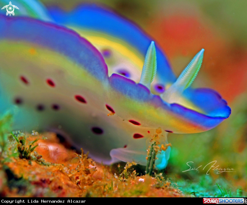 A Nudibranch