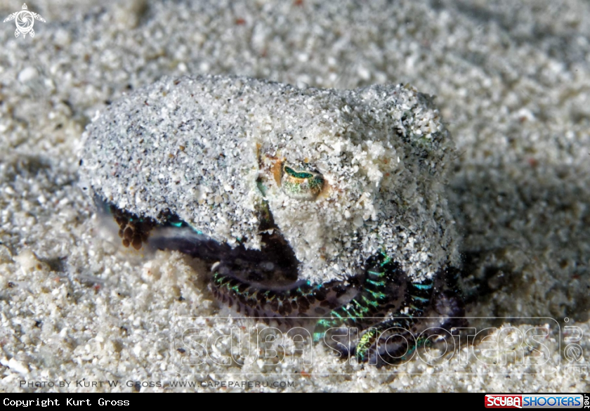 A Bobtail squid