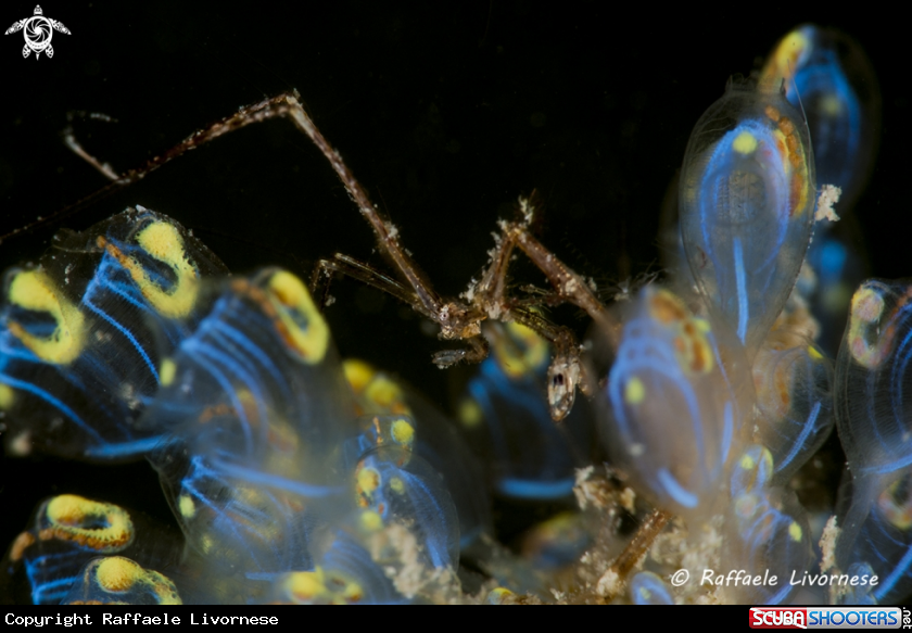 A Skeleton shrimp