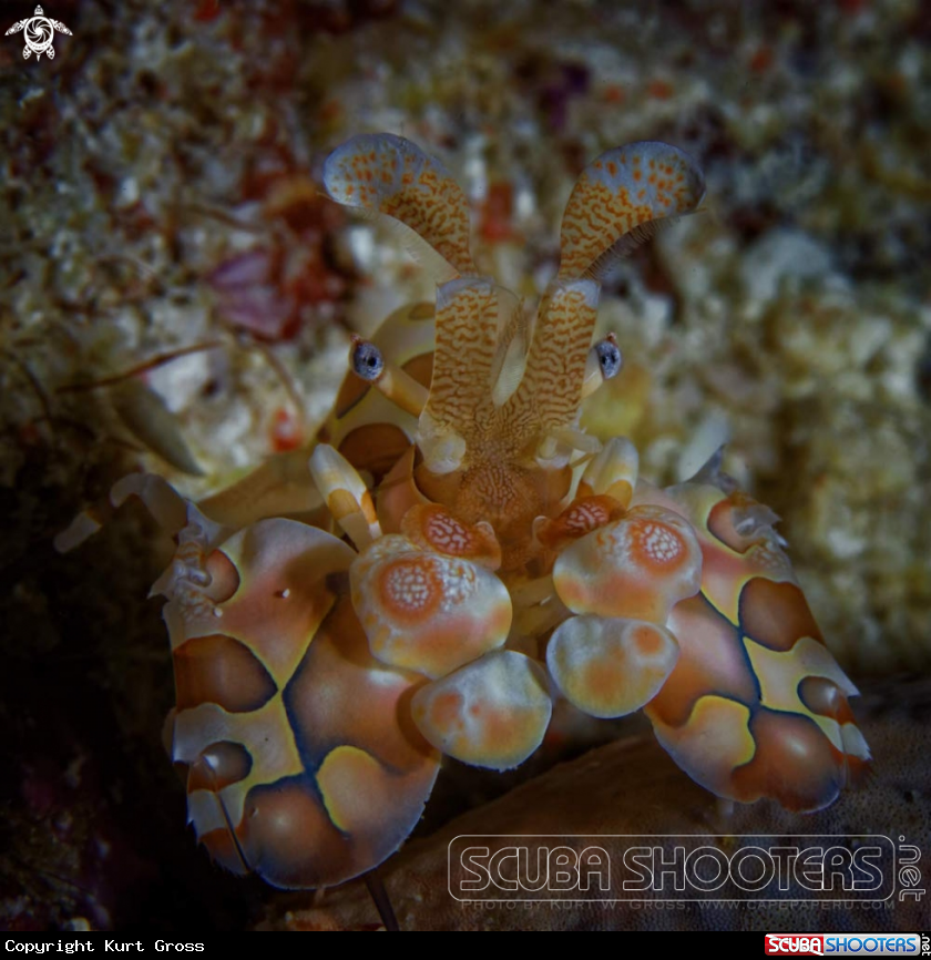 A Harlequin Shrimp