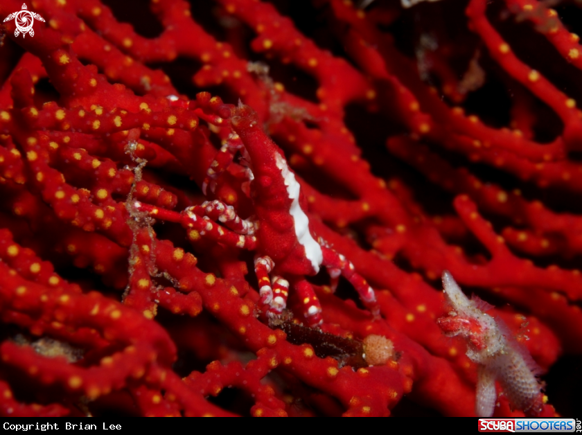 A Spider Crab