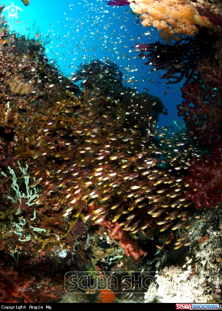 A Frost fin cardinlfish