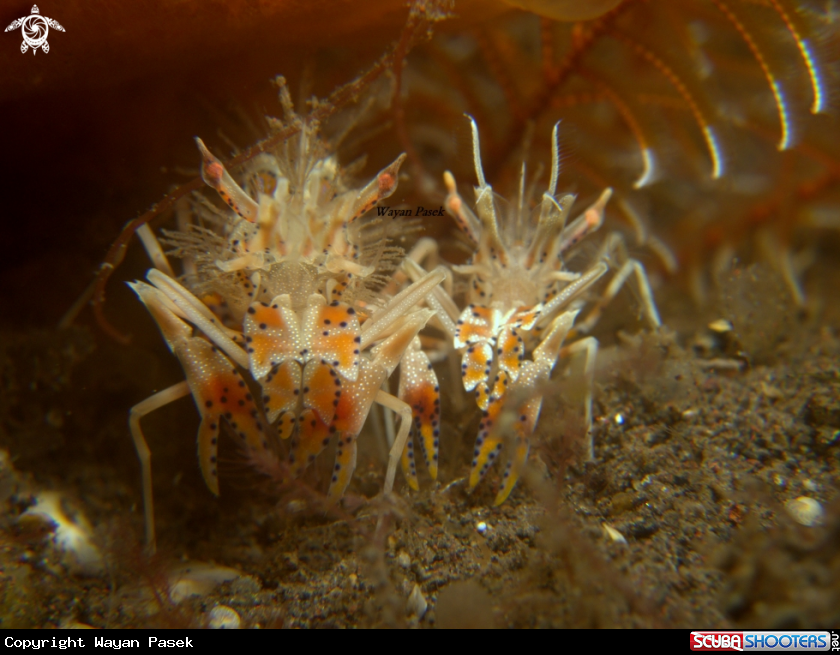 A tiger shrimp