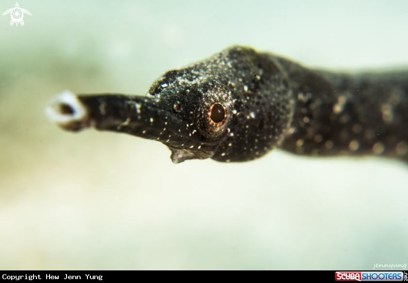 A Pipefish