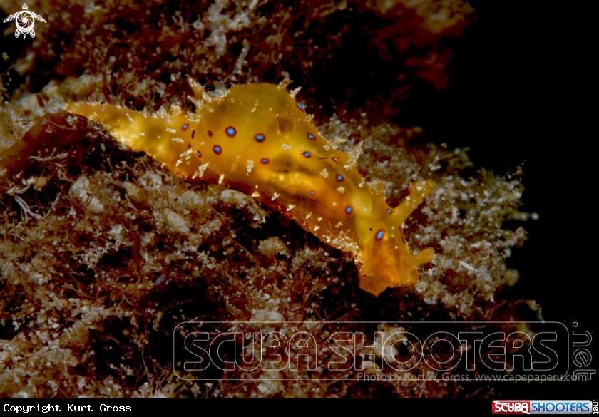 A Nudibranche