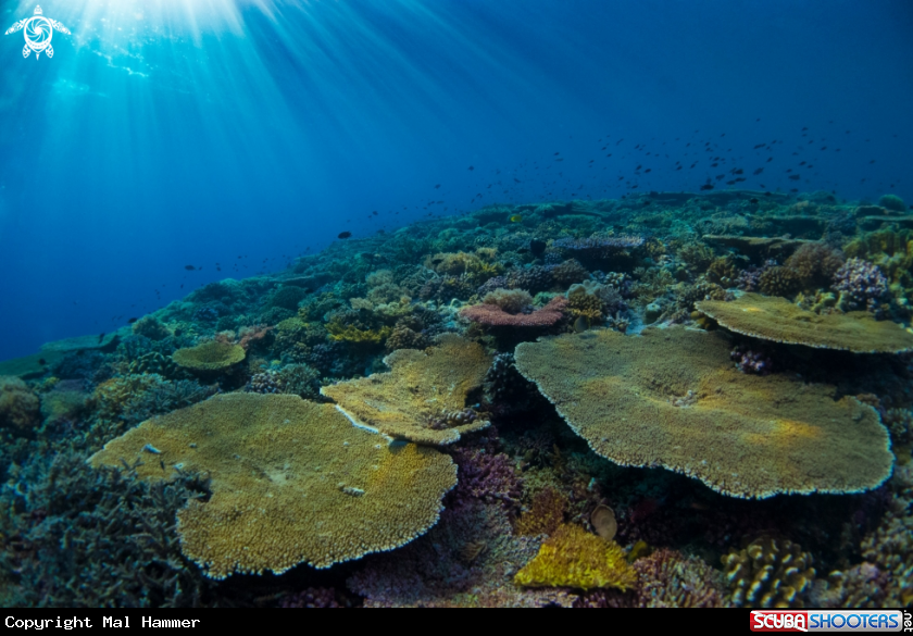 A Tubbataha Reef