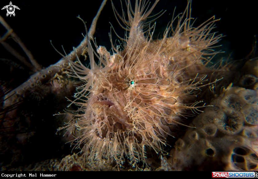 A Hairy Frogfish