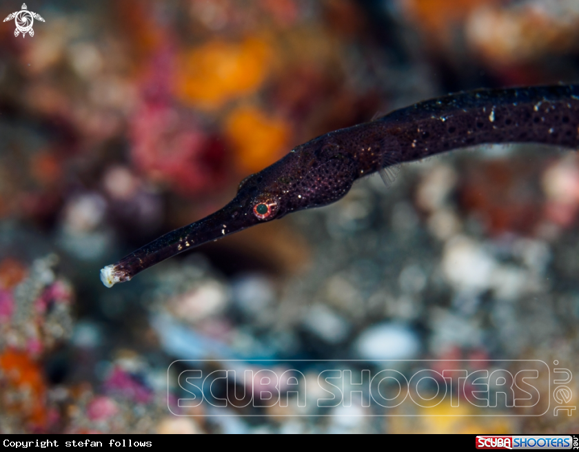 A Slender Pipefish