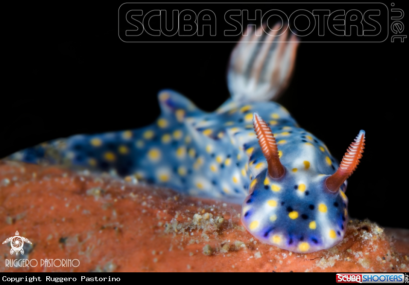 A Nudibranch