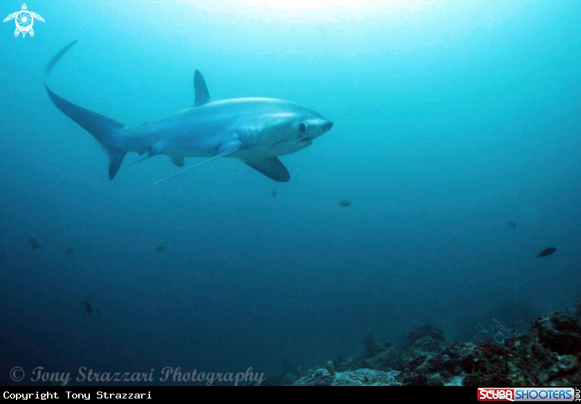 A Thresher shark