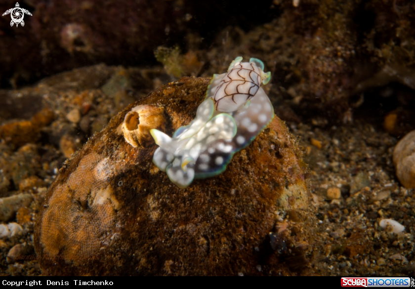 A NUDIBRANCH