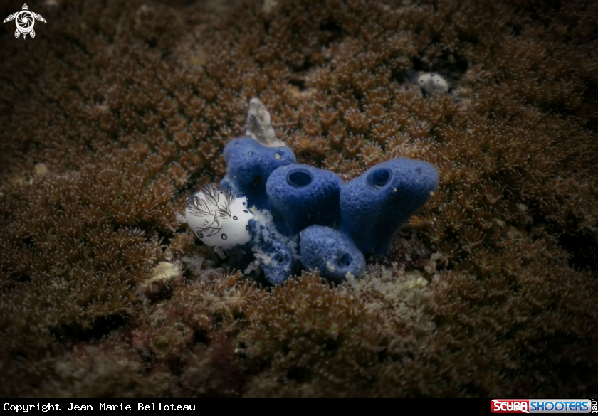 A Dotted Nudibranch