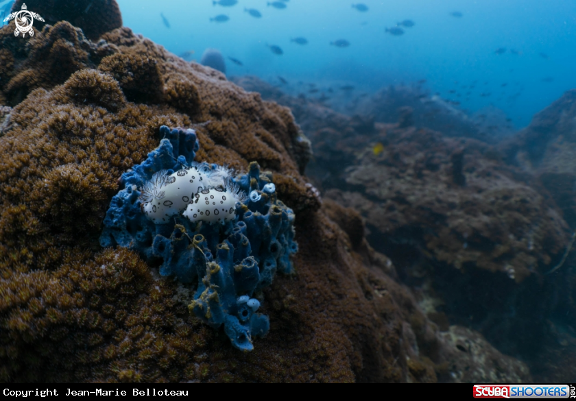 A Dotted Nudibranch