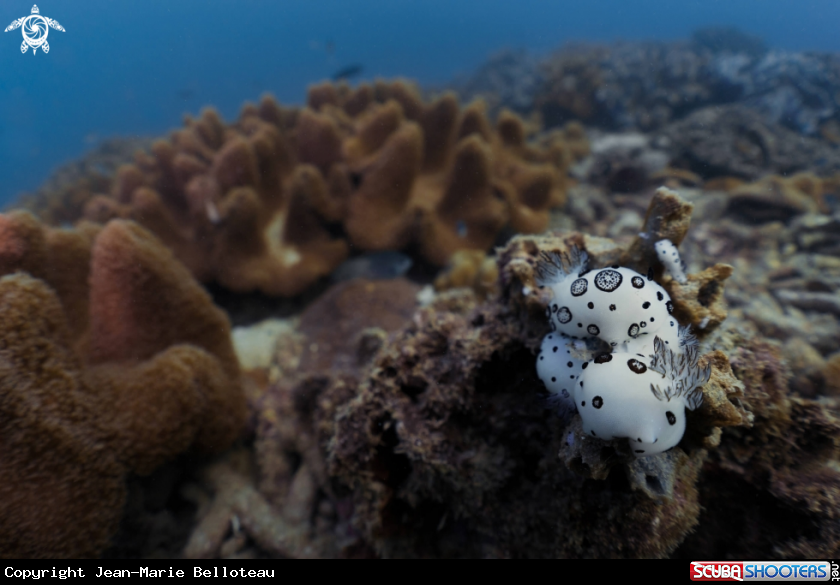 A Dotted Nudibranch