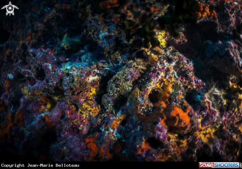 A Bearded Scorpion-Fish