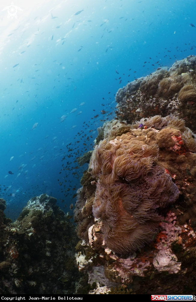 A Magnificent Sea Anemone