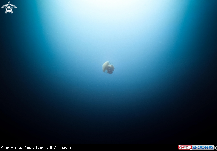 A Mosaic Jellyfish